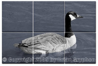 Grey Goose